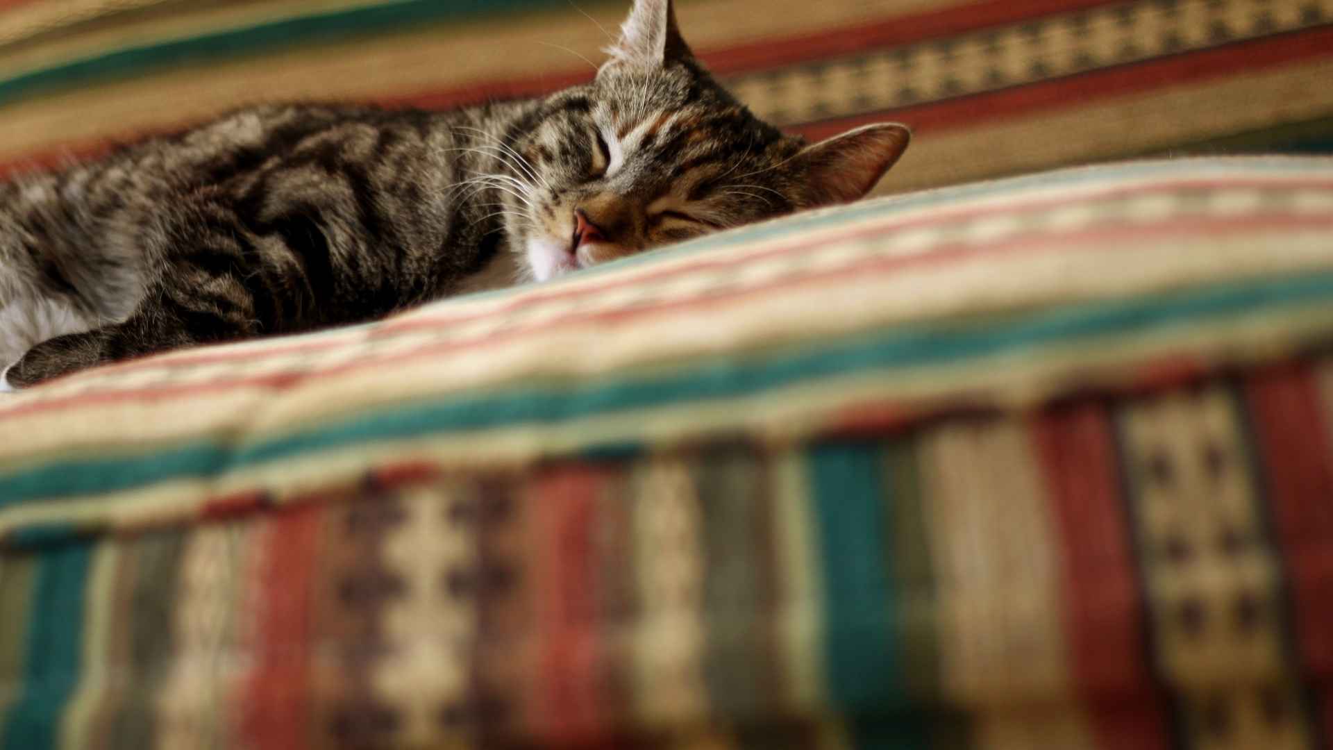 Gato después de usar feromonas para gatos